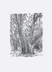 Galerie Lochner, KA7: Günter Grass, Ausstellung